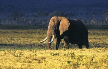 Experience 7 Days 6 Nights Serengeti Trip Package