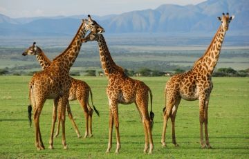 Experience 7 Days 6 Nights Serengeti Trip Package