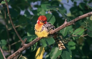 Experience 7 Days 6 Nights Serengeti Trip Package