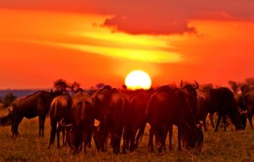 Magical 7 Days 6 Nights Kenya Holiday Package