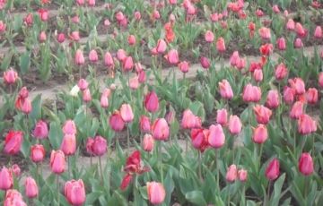 Best 4 Days 3 Nights Gulmarg Vacation Package