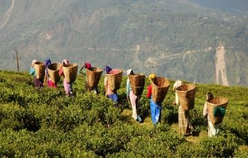 Ecstatic 6 Days 5 Nights Darjeeling Trip Package
