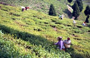 Darjeeling Splendor - 3N/4D