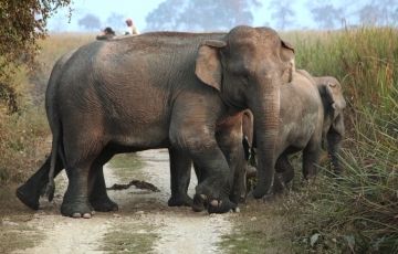 Experience 4 Days 3 Nights Guwahati and Kaziranga Trip Package