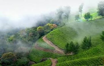 Magical 4 Days 3 Nights Munnar and Cochin Trip Package