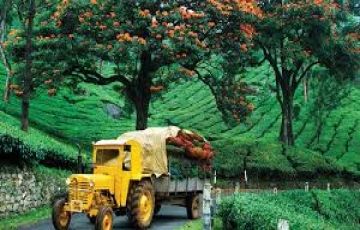 Magical 4 Days 3 Nights Munnar and Cochin Trip Package
