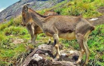 Magical 4 Days 3 Nights Munnar and Cochin Trip Package