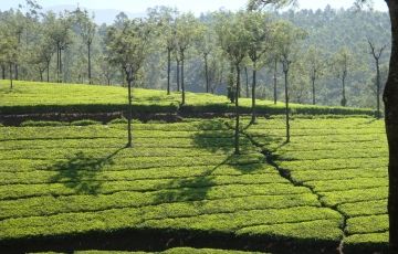 Amazing 10 Days 9 Nights Thekkady Holiday Package
