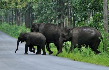 3 Days 2 Nights Wayanad with Calicut Holiday Package