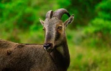 Pleasurable 9 Days 8 Nights Munnar, Thekkady, Alleppey, Kovalam, Kanyakumary and Cochin Tour Package