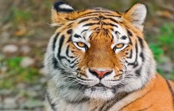 3 Days Nagpur to Tadoba Holiday Package