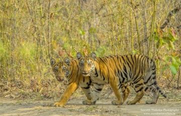 3 Days Nagpur to Tadoba Holiday Package