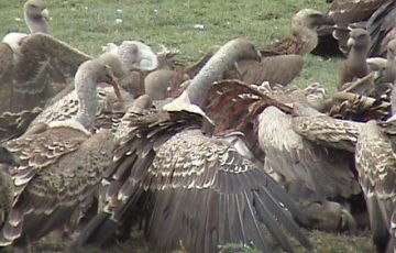 Amazing 4 Days 3 Nights Ngorongoro, Serengent with Manyara Holiday Package