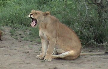 Amazing 4 Days 3 Nights Ngorongoro, Serengent with Manyara Holiday Package