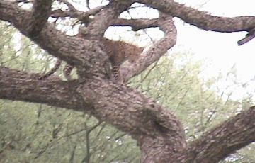 Amazing 4 Days 3 Nights Ngorongoro, Serengent with Manyara Holiday Package