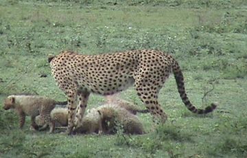 Amazing 4 Days 3 Nights Ngorongoro, Serengent with Manyara Holiday Package