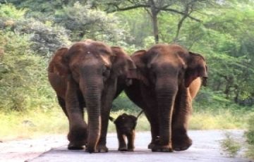 9 Days 8 Nights ColombiaSwitzerlandIndia Tour Package