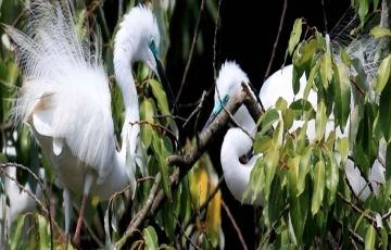 Experience 4 Days 3 Nights Cherai, Alleppey with Kumarkom Holiday Package