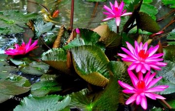 Experience 10 Days 9 Nights Cochin, Trivandrum, Alleppey, Munnar, Thekkady and Kovalam Vacation Package