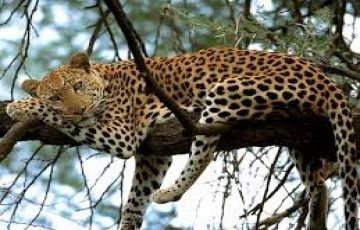 Pleasurable 5 Days 4 Nights Maasai Mara, Nairobi, Nakuru with Serena Sweet waters Vacation Package