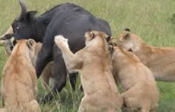 Pleasurable 5 Days 4 Nights Maasai Mara, Nairobi, Nakuru with Serena Sweet waters Vacation Package