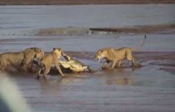 Experience 4 Days 3 Nights Maasai Mara, Nakuru with Nairobi Trip Package Experience 4 Days 3 Nights Maasai Mara, Nakuru with Nairobi Trip Package