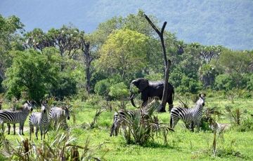 Beautiful 6 Days 5 Nights Nairobi, Amboseli, Nakuru with Maasai Mara Vacation Package