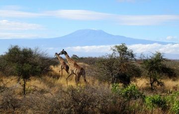 Beautiful 6 Days 5 Nights Nairobi, Amboseli, Nakuru with Maasai Mara Vacation Package