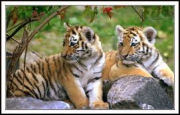 Family Getaway 8 Days 7 Nights Delhi -Agra-Jaipur-Ranthambore Tour Package