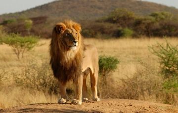Family Getaway 4 Days 3 Nights Arusha City with Manyara Tour Package