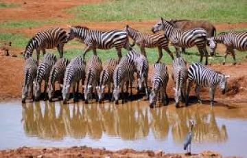 Amboseli Natonal Park with Tsavo West national Park Tour Package for 4 Days 3 Nights from Nairobi