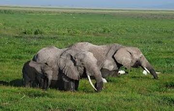 Amboseli Natonal Park with Tsavo West national Park Tour Package for 4 Days 3 Nights from Nairobi