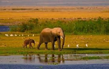Amboseli Natonal Park with Tsavo West national Park Tour Package for 4 Days 3 Nights from Nairobi