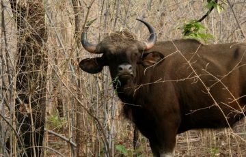 Memorable 3 Days 2 Nights Tadoba National Park Holiday Package