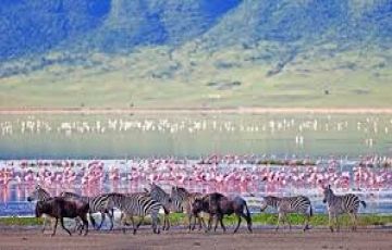 Beautiful 7 Days 6 Nights Nakuru, Maasai Mara, Serengeti with Ngorongoro Trip Package