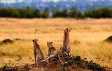 Beautiful 7 Days 6 Nights Nakuru, Maasai Mara, Serengeti with Ngorongoro Trip Package