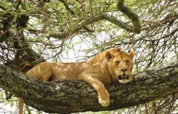 Beautiful 7 Days 6 Nights Nakuru, Maasai Mara, Serengeti with Ngorongoro Trip Package