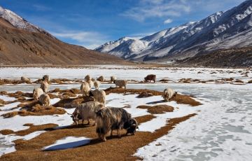 Magical 7 Days 6 Nights Leh Trip Package