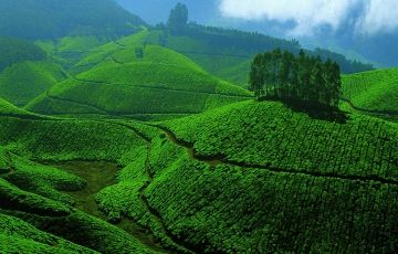 Best 5 Days 4 Nights Munnar Holiday Package