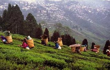 Amazing 5 Days 4 Nights Darjeeling Trip Package