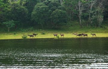 Magical 4 Days 3 Nights Thekkady Tour Package