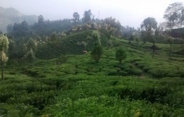 Best 7 Days 6 Nights Kochi and Munnar Vacation Package