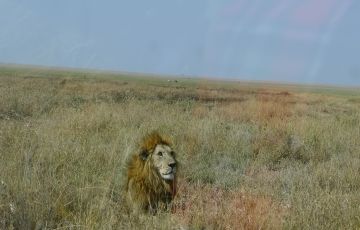 Ecstatic 8 Days 7 Nights Serengeti National Park with Lake Natron Tour Package