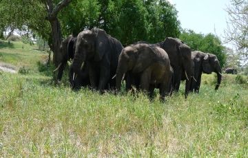 Ecstatic 8 Days 7 Nights Serengeti National Park with Lake Natron Tour Package