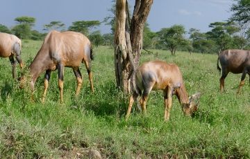 Ecstatic 8 Days 7 Nights Serengeti National Park with Lake Natron Tour Package