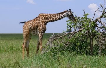 Experience 6 Days 5 Nights Arusha with Manyara Tour Package