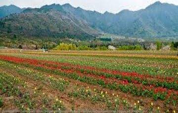 Ecstatic 6 Days 5 Nights Gulmarg Tour Package