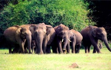 Memorable Fort Kochi Tour Package for 7 Days 6 Nights