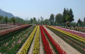 Charm Kashmir 3N/4D