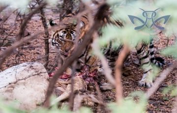 Heart-warming 3 Days 2 Nights Swai Madhopur Trip Package